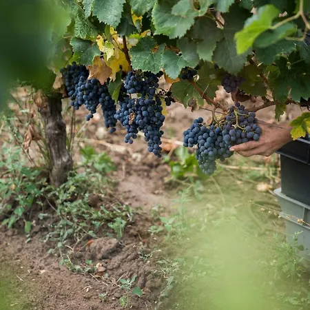 住宿加早餐酒店 Chateau Bonalgue - Pomerol 3*