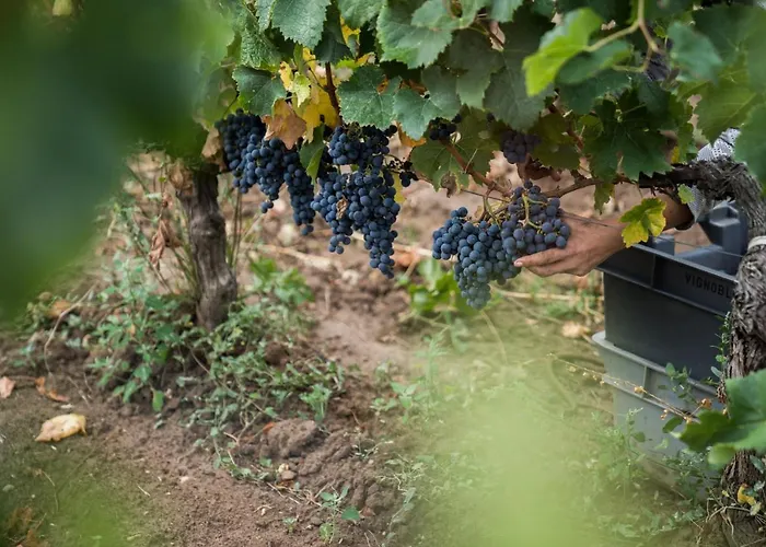 فندق مبيت وإفطار Chateau Bonalgue - Pomerol 3*